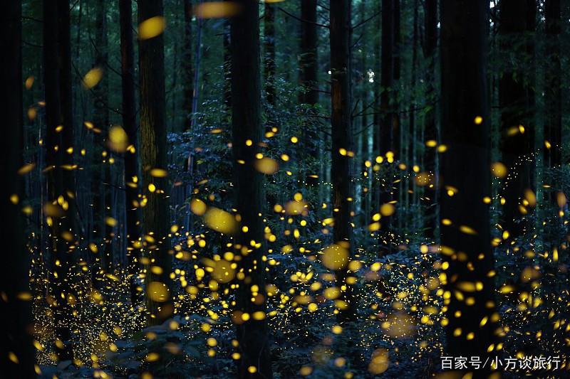 南京有一景区真实还原动漫《萤火之森》场景，游客：美哭了！