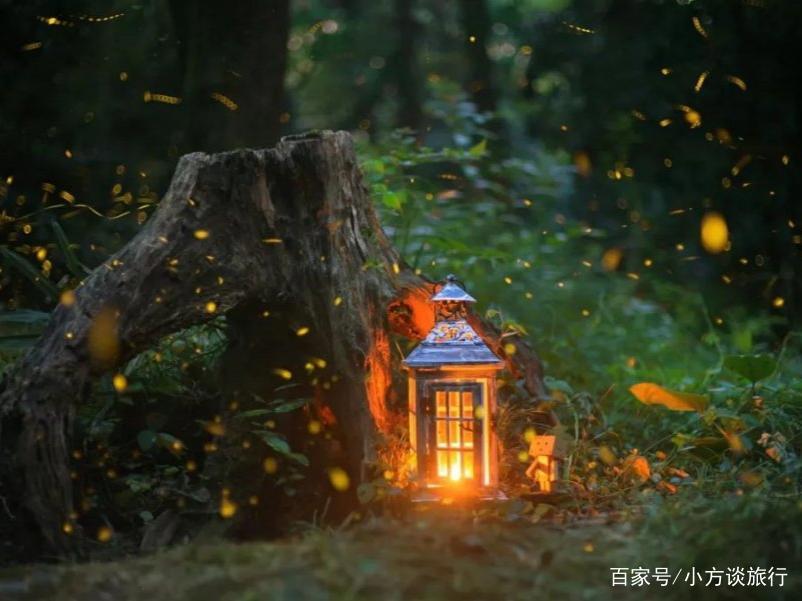 南京有一景区真实还原动漫《萤火之森》场景，游客：美哭了！