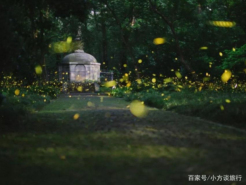 南京有一景区真实还原动漫《萤火之森》场景，游客：美哭了！