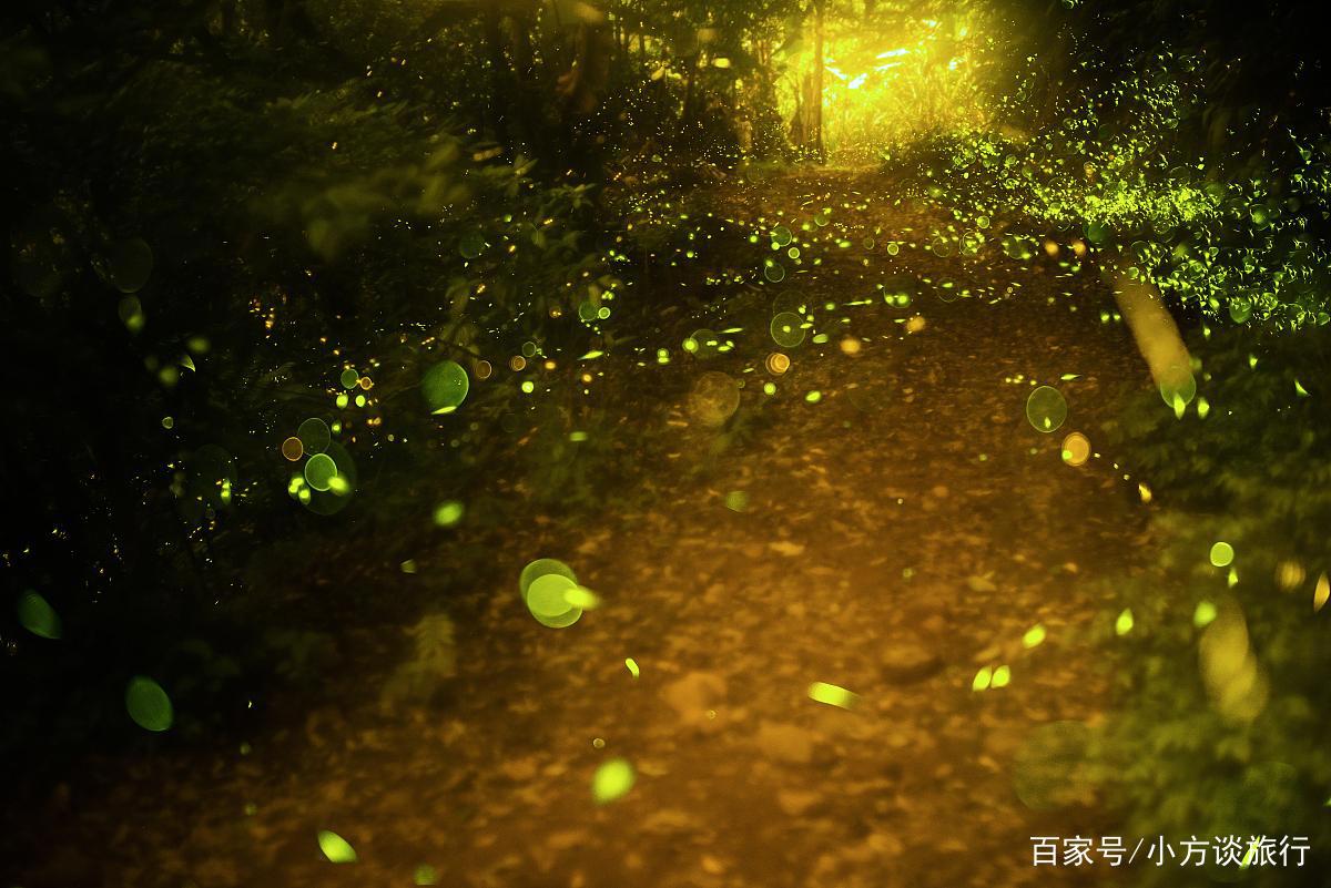南京有一景区真实还原动漫《萤火之森》场景，游客：美哭了！