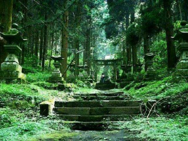 治愈动漫《萤火之森》取景地,森林里的神社仿佛仙境