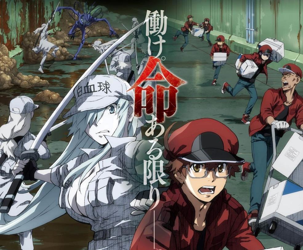 《工作细胞BLACK》动画化，看点多多，白血球居然变成了御姐！