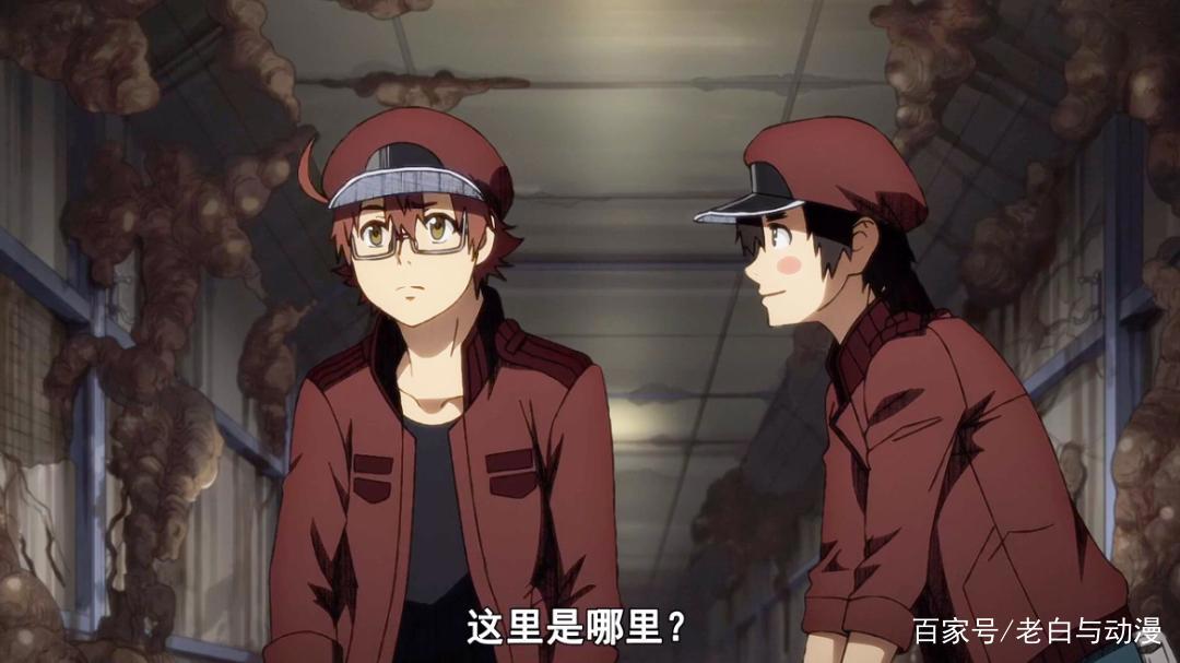 《工作细胞BLACK》完结，主人苏醒过来，红细胞跑到更差的身体