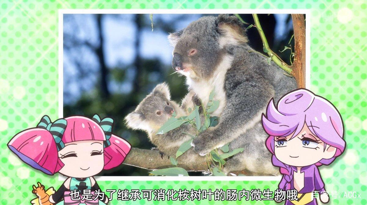 这部社畜题材动画，告诉你考拉是吃翔长大的……