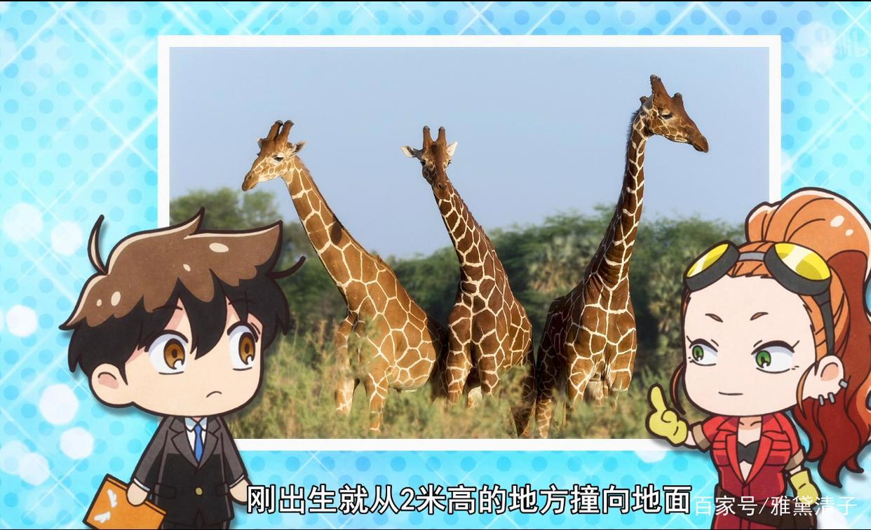 一月新番：天地创造设计部，好玩又能科普动物知识的动漫！