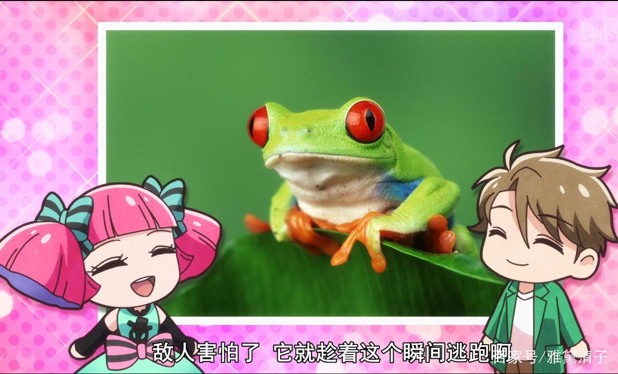 一月新番：天地创造设计部，好玩又能科普动物知识的动漫！