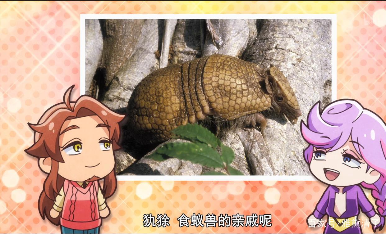 一月新番：天地创造设计部，好玩又能科普动物知识的动漫！