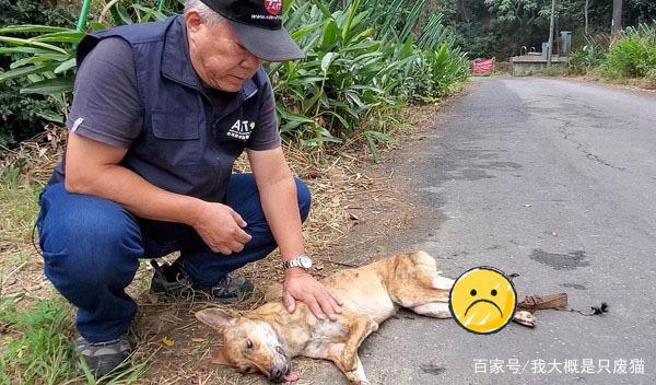 山路传来凄惨叫声，三只流浪狗陆续遇害，不幸1死2重伤！