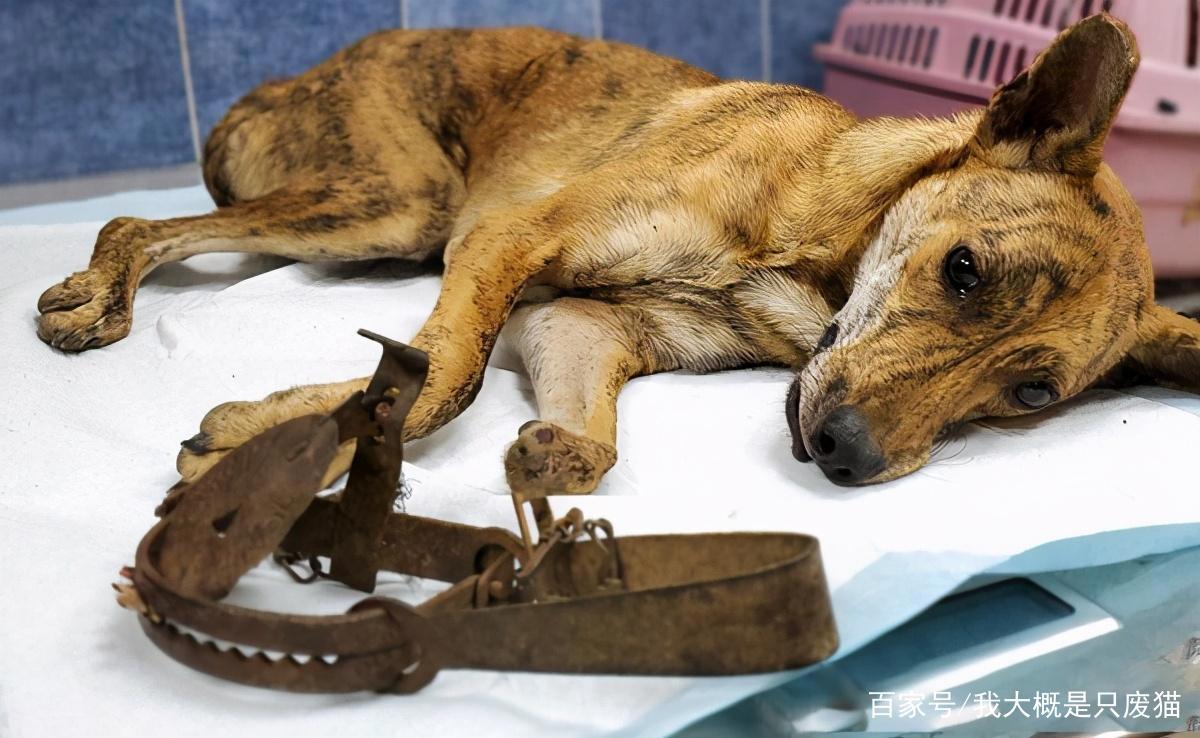 山路传来凄惨叫声，三只流浪狗陆续遇害，不幸1死2重伤！