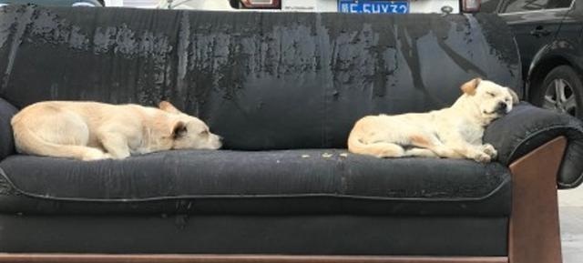 三只流浪狗把旧沙发当家，看到这一幕女孩不忍心上前打扰，好温馨