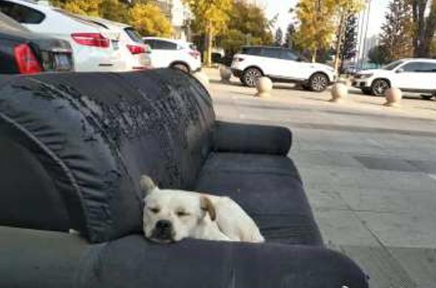 三只流浪狗把旧沙发当家，看到这一幕女孩不忍心上前打扰，好温馨