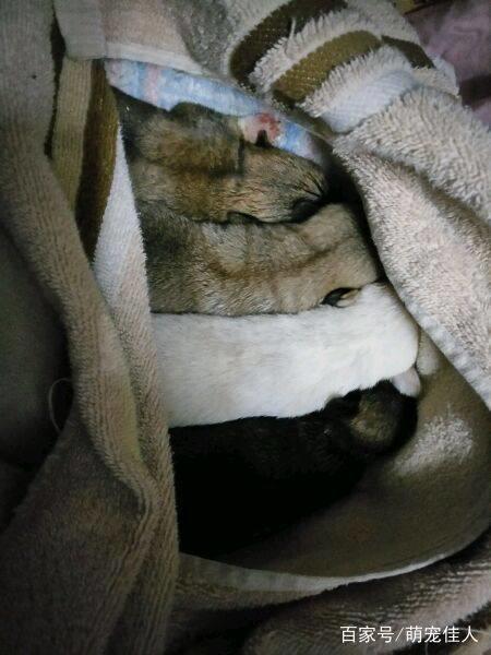 下班路上捡到四只流浪狗，打开盒子路人后退三步女孩：我不介意