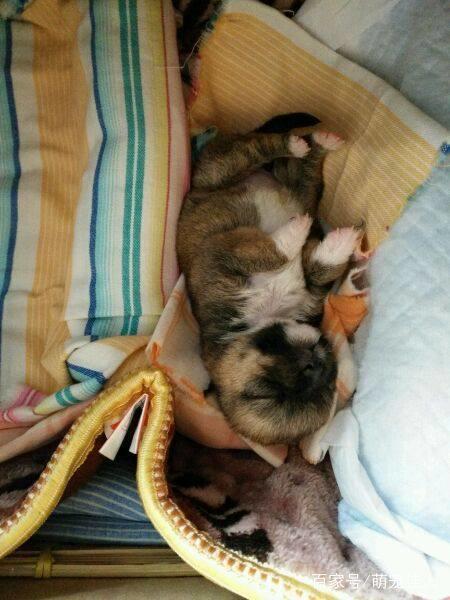 下班路上捡到四只流浪狗，打开盒子路人后退三步女孩：我不介意