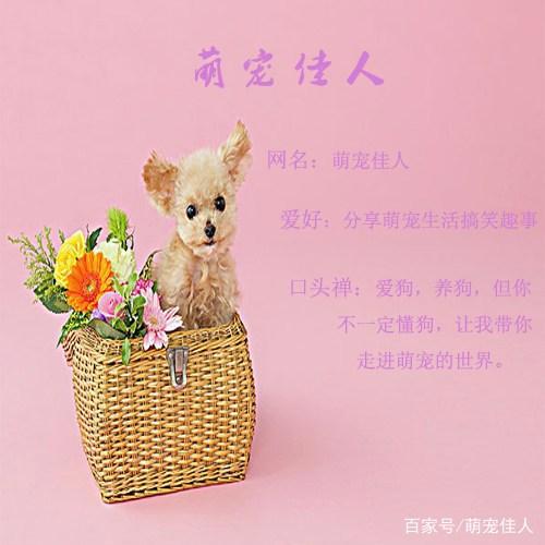 主人搬家三只流浪狗落在小区，狗狗每日苦等，女孩看后一口抱回家