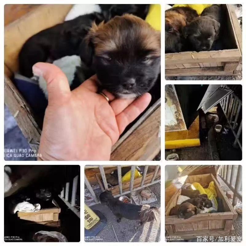 流浪狗妈被主人抛弃，带着三只小狗，见人就粘，拼命摇尾求助