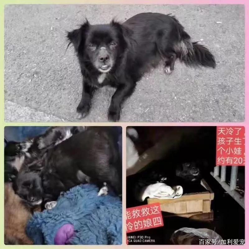 流浪狗妈被主人抛弃，带着三只小狗，见人就粘，拼命摇尾求助