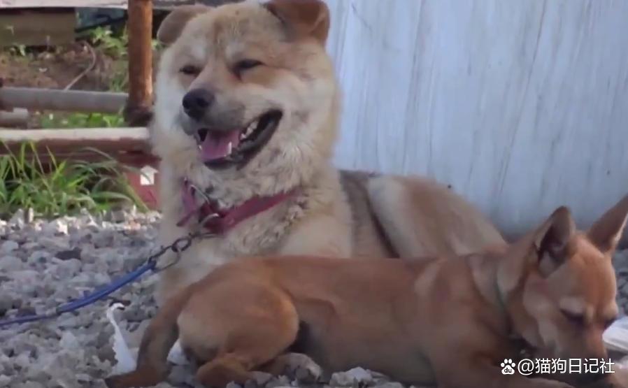 男子收养了一只流浪狗，狗狗突发疾病，男子卖了三头牛给它治病！