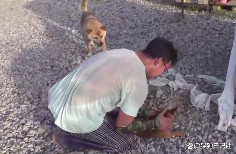 男子收养了一只流浪狗，狗狗突发疾病，男子卖了三头牛给它治病！