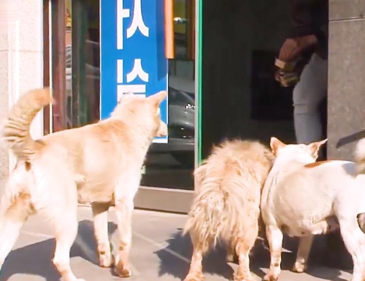 流浪狗成群结队欺负人，男子抓了三只，最后一只为了同伴自投罗网