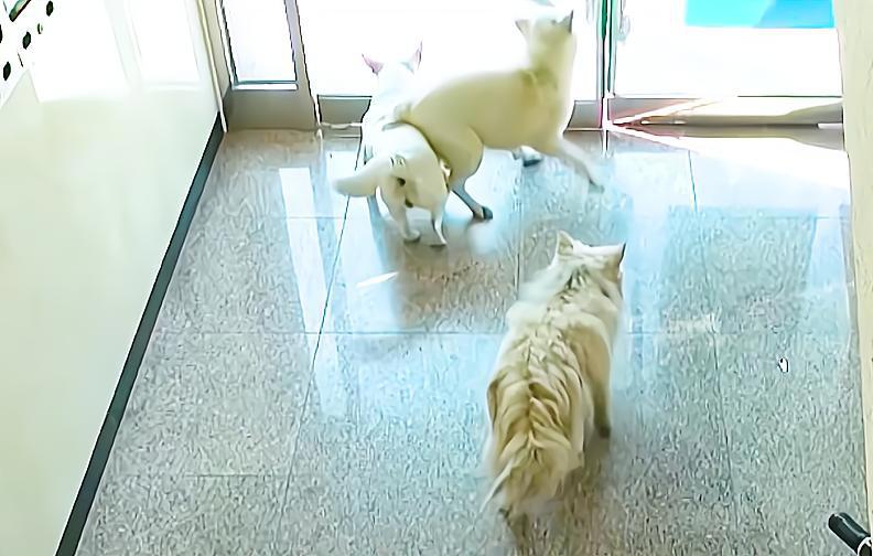 流浪狗成群结队欺负人，男子抓了三只，最后一只为了同伴自投罗网