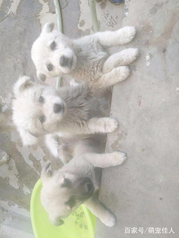 主人搬家三只流浪狗落在小区，狗狗每日苦等，女孩看后一口抱回家