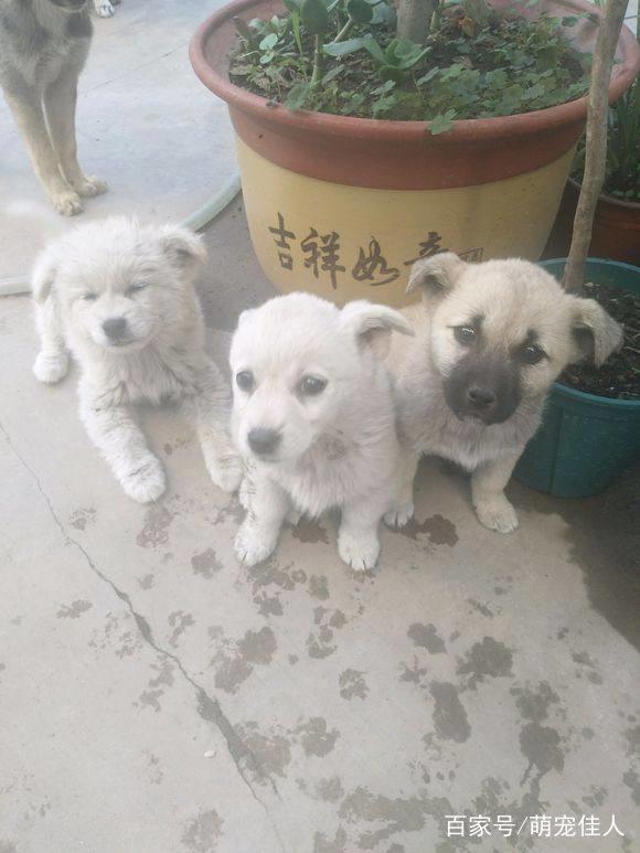 主人搬家三只流浪狗落在小区，狗狗每日苦等，女孩看后一口抱回家