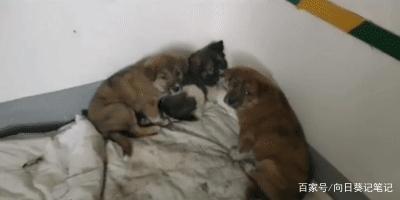 流浪狗妈妈带着宝宝去消防队，离开时忍痛“离开”三只小奶狗！