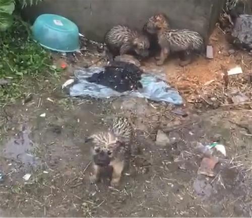 三只流浪狗在外淋雨，浑身湿漉漉，好心人的举动暖心了
