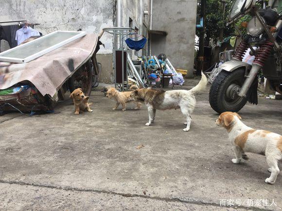 流浪狗妈妈生了三只崽，被网友养大大变样网友：确定同一个妈？