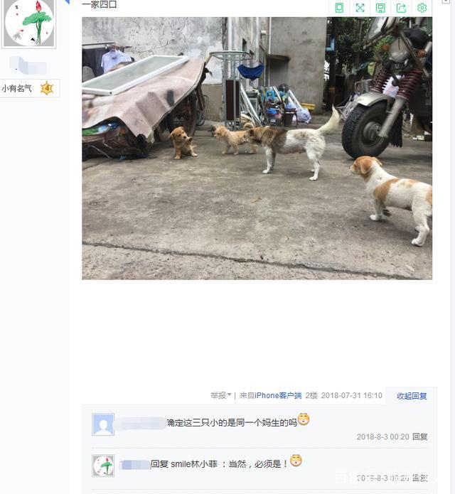 流浪狗妈妈生了三只崽，被网友养大大变样网友：确定同一个妈？