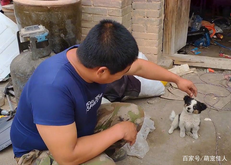 三只流浪狗只是剩一只，送货大叔决定带回看家，得知是边牧很开心