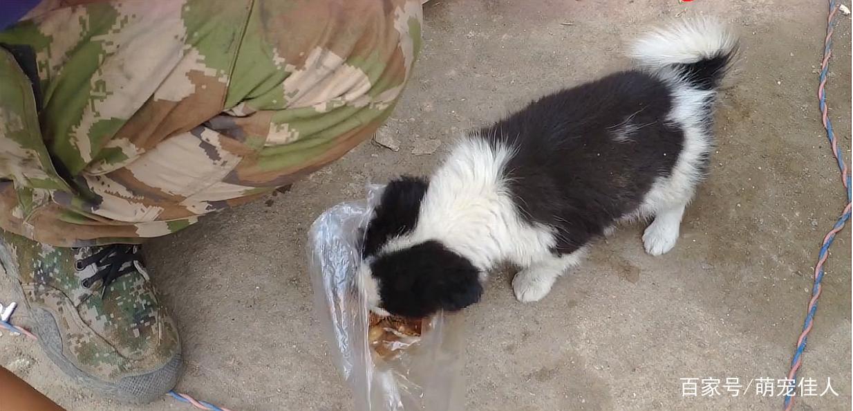三只流浪狗只是剩一只，送货大叔决定带回看家，得知是边牧很开心