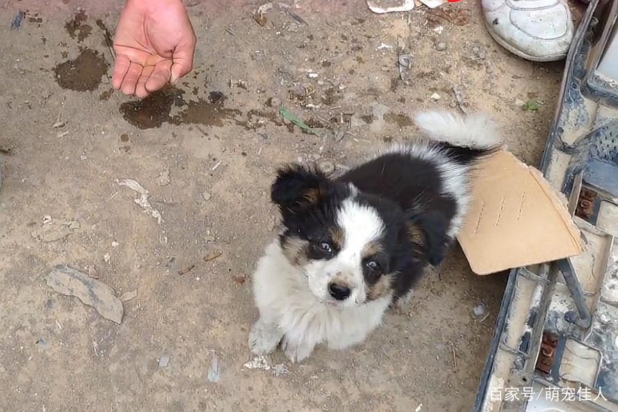 三只流浪狗只是剩一只，送货大叔决定带回看家，得知是边牧很开心