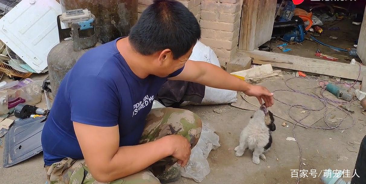 三只流浪狗只是剩一只，送货大叔决定带回看家，得知是边牧很开心