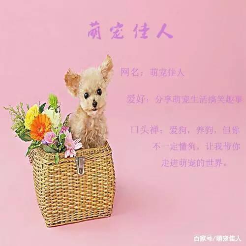 三只流浪狗只是剩一只，送货大叔决定带回看家，得知是边牧很开心