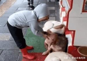 三只流浪狗蜷缩在商店门口睡觉，路过的小女孩看到后……