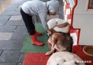 三只流浪狗蜷缩在商店门口睡觉，路过的小女孩看到后……