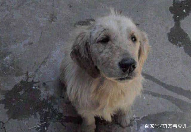 路遇四只流浪狗，三只开心带回家，就剩这只没人敢要