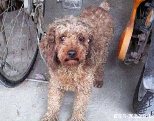 路遇四只流浪狗，三只开心带回家，就剩这只没人敢要