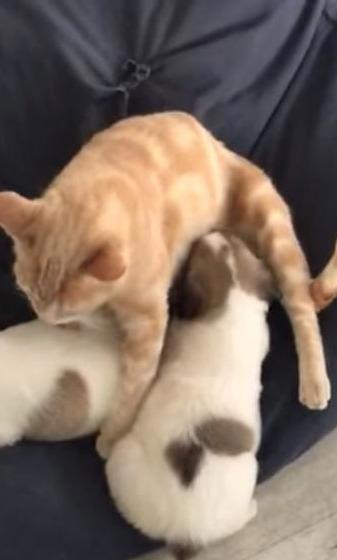 猫咪每天因丧子哭泣，主人带回三只流浪狗，它居然把自己当成狗狗