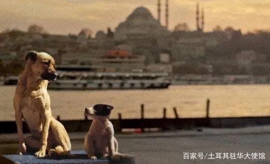 新纪录片《在迷途》速览，跟拍伊斯坦布尔街头的三只流浪狗
