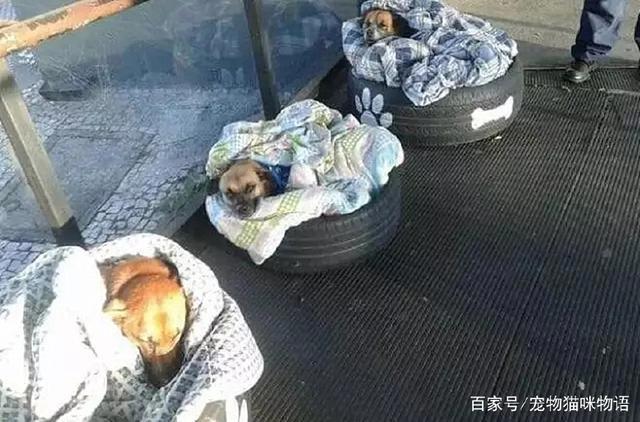 三只流浪狗露宿街头，车站人员为它们做床送温暖，网友：点赞！