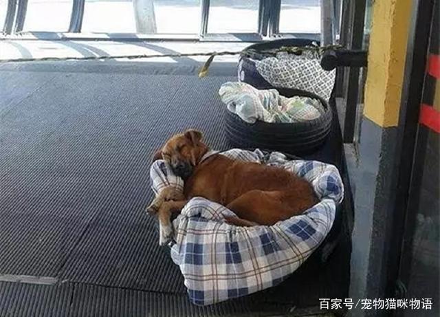 三只流浪狗露宿街头，车站人员为它们做床送温暖，网友：点赞！