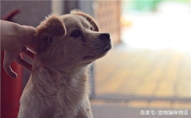 三只流浪狗露宿街头，车站人员为它们做床送温暖，网友：点赞！