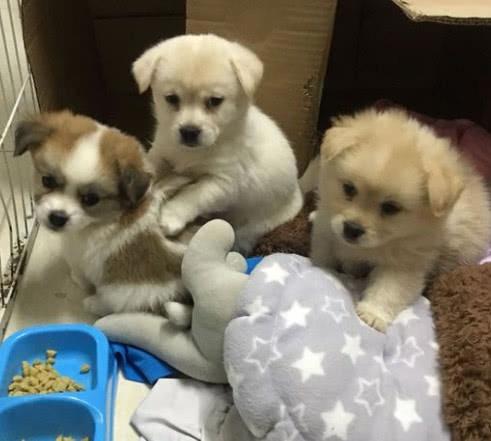 好心收养三只流浪狗，却引来一群谩骂，女孩：后悔收养它们了