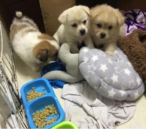 好心收养三只流浪狗，却引来一群谩骂，女孩：后悔收养它们了