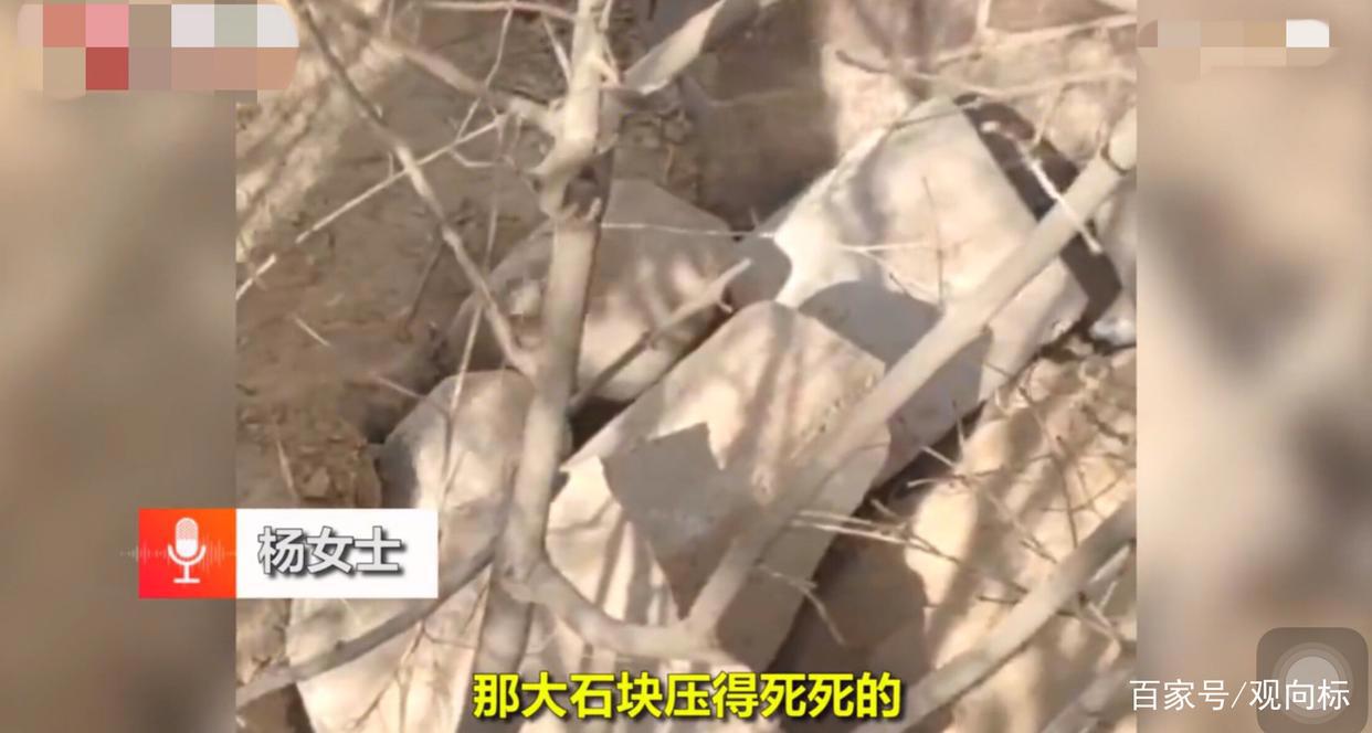 气愤！兰州一高校保安活埋三只奶狗，疑流浪狗伤人有关，现场揪心