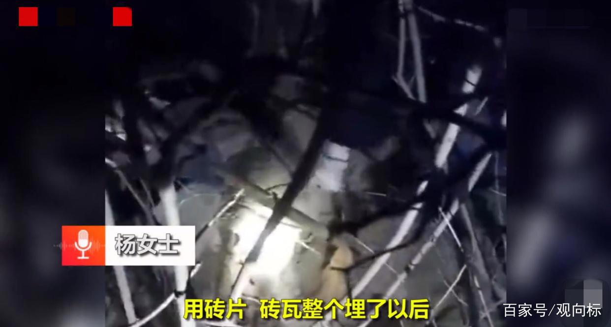 气愤！兰州一高校保安活埋三只奶狗，疑流浪狗伤人有关，现场揪心