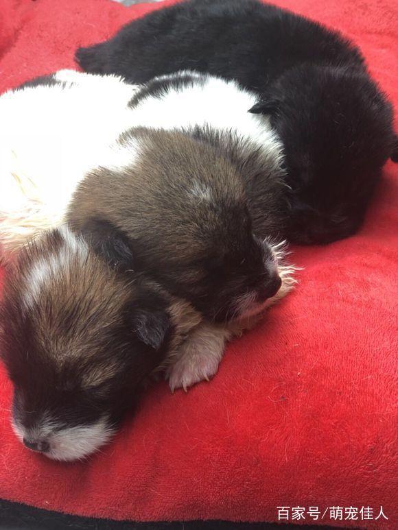 保养车时捡到的三只流浪狗，睁眼后才发现个个都是会动的表情包