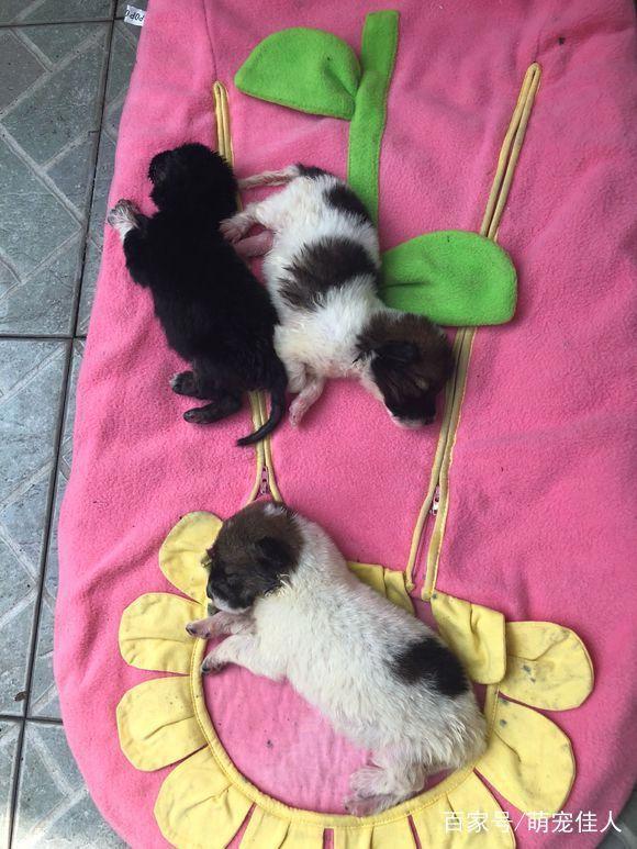 保养车时捡到的三只流浪狗，睁眼后才发现个个都是会动的表情包